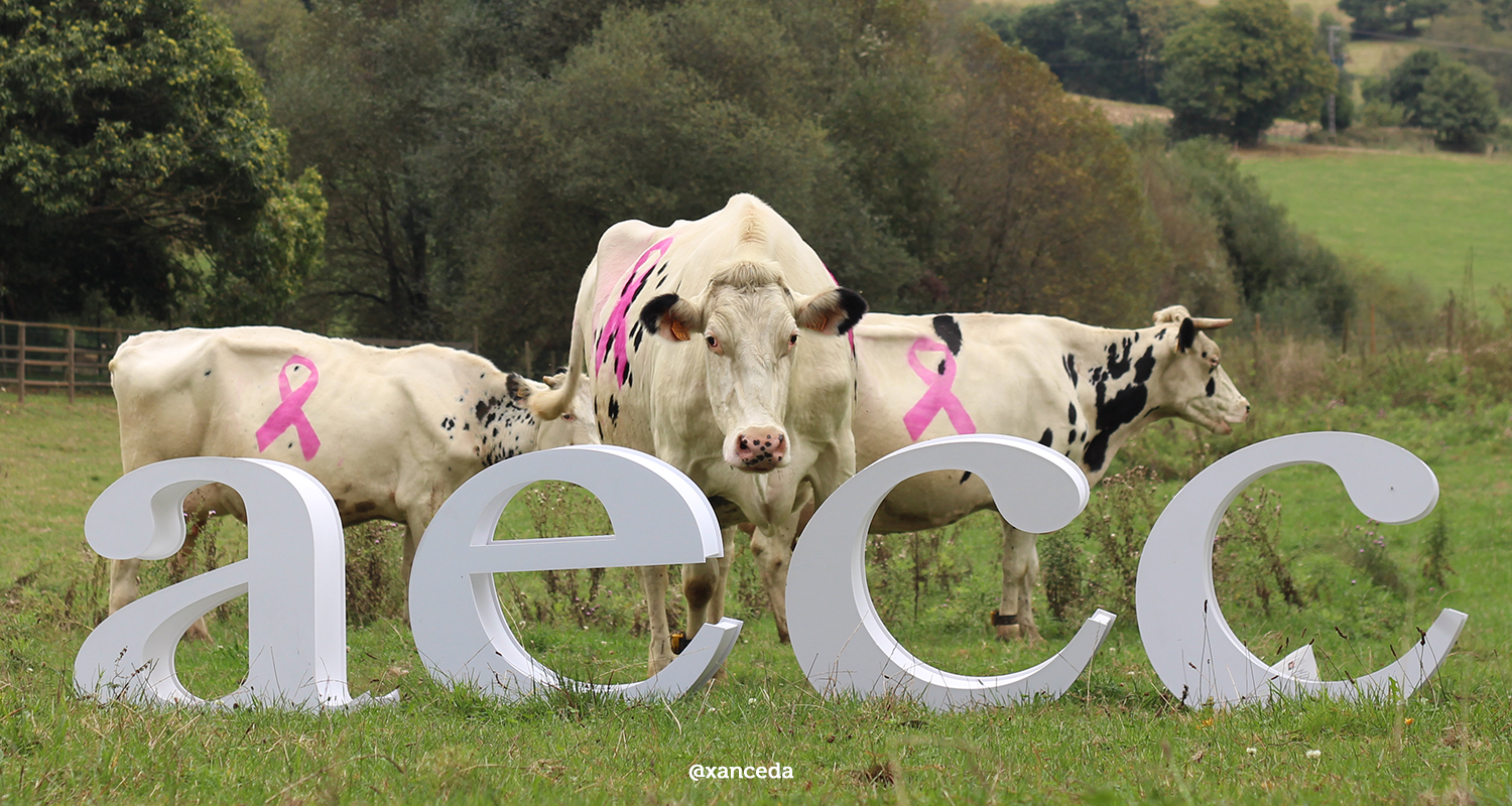 Vacas contra el cancer de mama